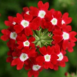 verbena sortida 15 sementes 2 10 e1496699933257