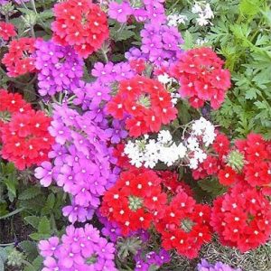 verbena sortida 15 sementes 2 11 e1496699951506