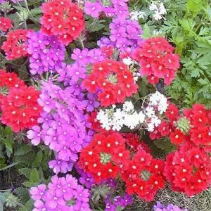 verbena sortida 15 sementes 2 11 e1496699951506