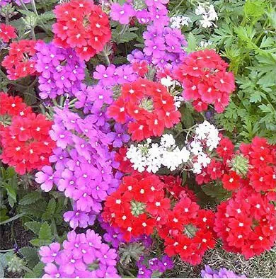 verbena sortida 15 sementes 2 11 e1496699951506