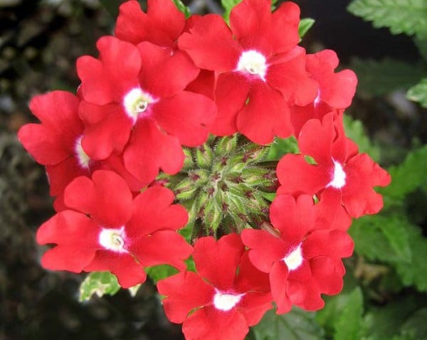 Featured image of post Verbena Flor Amarela - Envios a todo méxico 👇😍 🇲🇽 apoyamos a productores mexicanos 🏃‍♂️ ramos express en 2 hrs verbenaflores.com.