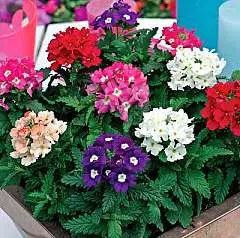 verbena sortida 15 sementes 2 2 e1496700077401