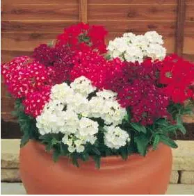 verbena sortida 15 sementes 2 3 e1496700093573