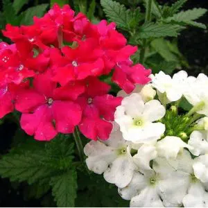 verbena sortida 15 sementes 2 4 e1496700111732
