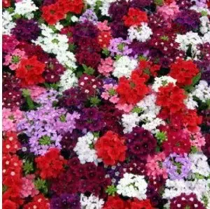 verbena sortida 15 sementes 2 5 e1496700021824