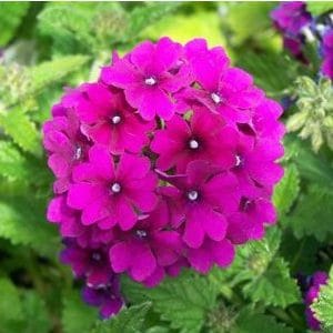 verbena sortida 15 sementes 2 7 e1496699988476