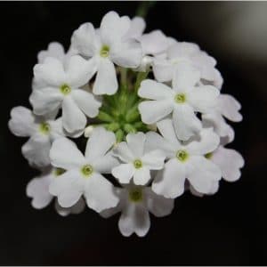 verbena sortida 15 sementes 2 9 e1496699913241