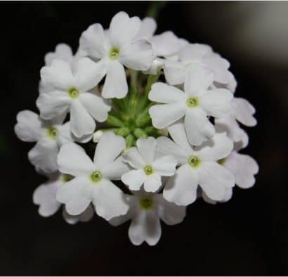 verbena sortida 15 sementes 2 9 e1496699913241