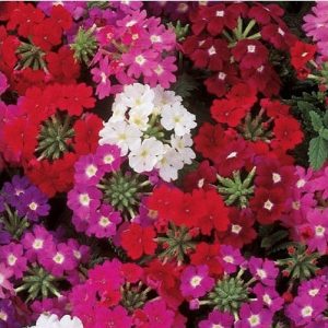 verbena sortida 15 sementes 2 e1496700057686