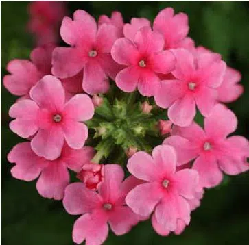 Verbena Sortida: 15 Sementes