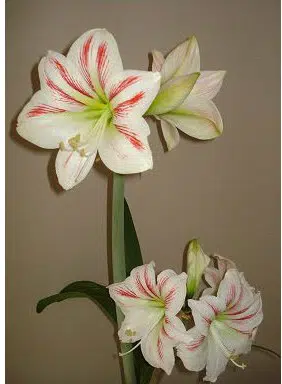 amarilis sidney 1 bulbo 2 3 e1496337610128