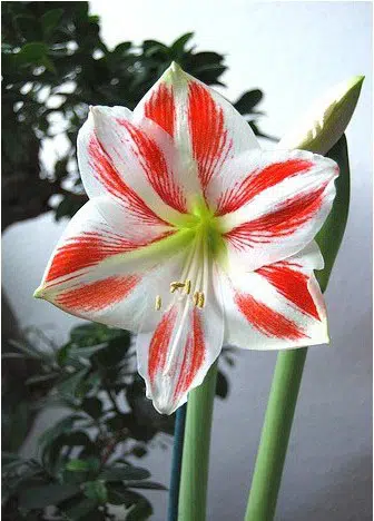 amarilis sidney 1 bulbo 2 4 e1496337584381
