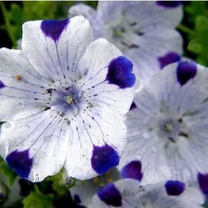 baby five spots nemophila 50 sementes 2 2 e1496337409371