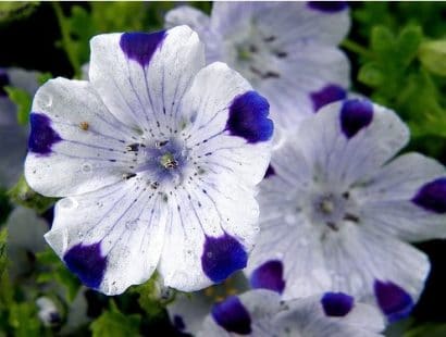 baby five spots nemophila 50 sementes 2 2 e1496337409371