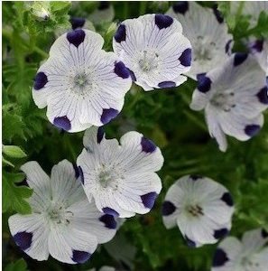 baby five spots nemophila 50 sementes 2 5 e1496337360271