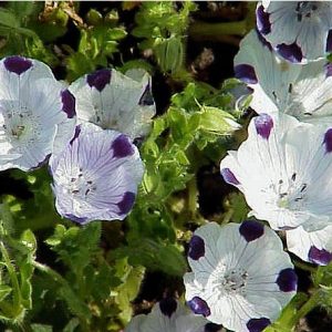 baby five spots nemophila 50 sementes 2 6 e1496337328292