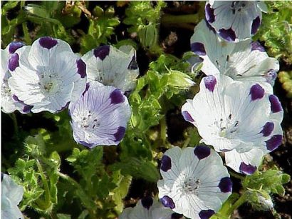 baby five spots nemophila 50 sementes 2 6 e1496337328292