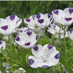 baby five spots nemophila 50 sementes 2 7 e1496337302456