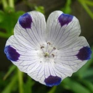 baby five spots nemophila 50 sementes 2 e1496337460410