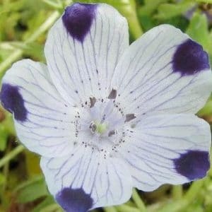 baby five spots nemophila 50 sementes 5010 e1496337480123