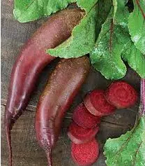 beterraba comprida 20 sementes 2 8 e1496340923995