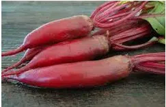 beterraba comprida 20 sementes 2 9 e1496340900730