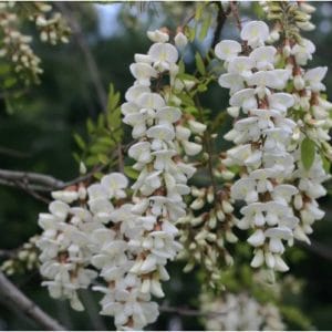 black locust falsa acacia 7 sementes 2 2 e1496339574444