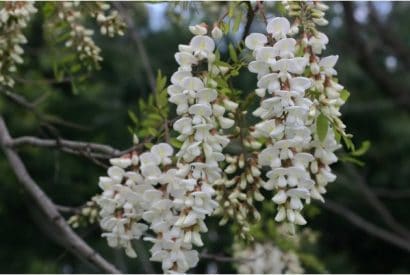 black locust falsa acacia 7 sementes 2 2 e1496339574444