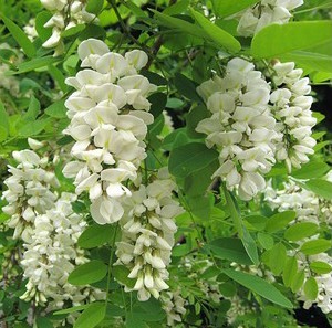 black locust falsa acacia 7 sementes 2 3 e1496339552782