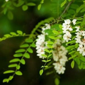 black locust falsa acacia 7 sementes 2 4 e1496339529678