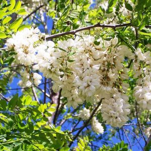 black locust falsa acacia 7 sementes 2 8 e1496339441801