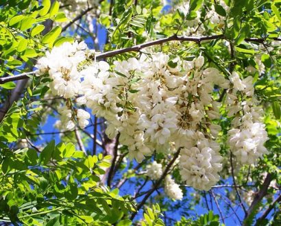 black locust falsa acacia 7 sementes 2 8 e1496339441801