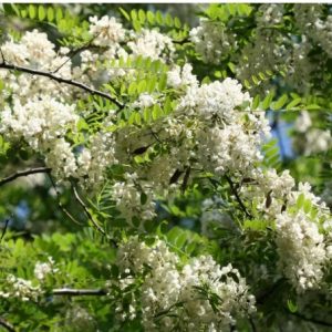 black locust falsa acacia 7 sementes 2 e1496339599191