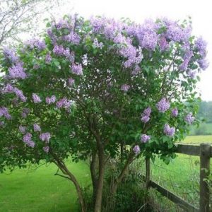 Lilás Francesa (French Lilac): 10 Sementes