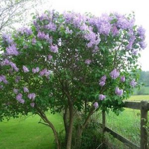 lilas francesa french lilac 10 sementes 2 2 e1496345119582