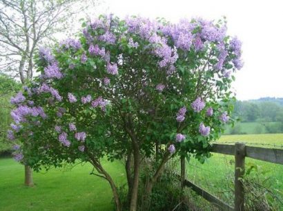 lilas francesa french lilac 10 sementes 2 2 e1496345119582