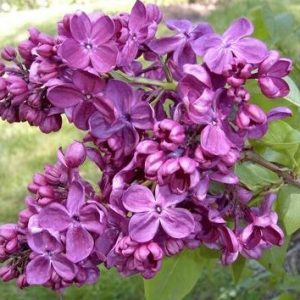 Lilás Francesa (French Lilac): 10 Sementes