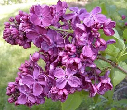 lilas francesa french lilac 10 sementes 2 4 e1496345180861