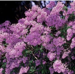 lilas francesa french lilac 10 sementes 2 5 e1496345380400