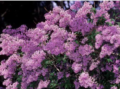 lilas francesa french lilac 10 sementes 2 5 e1496345380400