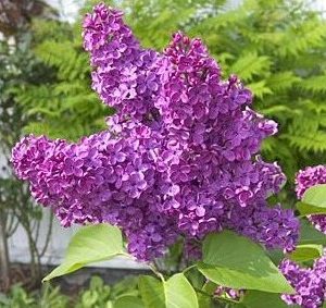 lilas francesa french lilac 10 sementes 2 e1496345095386