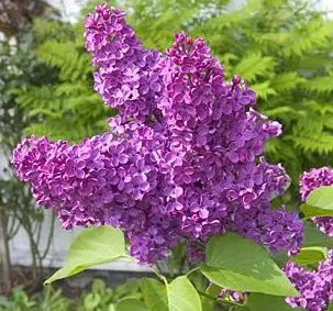 lilas francesa french lilac 10 sementes 2 e1496345095386