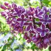 lilas francesa french lilac 10 sementes 3881 e1496344951651