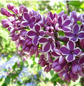 lilas francesa french lilac 10 sementes 3881 e1496344951651