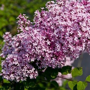 lilas pequenas folhas 10 sementes 2 2 e1496344893390