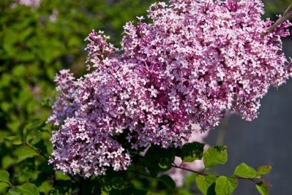 lilas pequenas folhas 10 sementes 2 2 e1496344893390