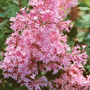 lilas pequenas folhas 10 sementes 2