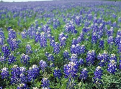 lupino texano azul 10 sementes 2 2 e1496336066656