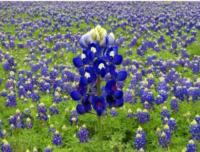 Lupino Texano Azul: 10 Sementes
