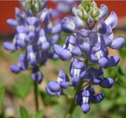 lupino texano azul 10 sementes 2 4 e1496336160904